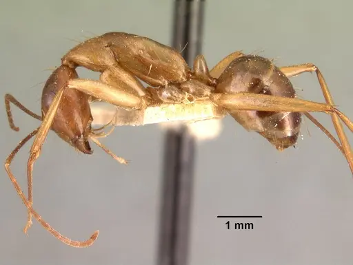 Camponotus maculatus specimen CASENT0101421 image casent0101421_3