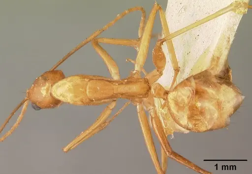 Camponotus maculatus specimen CASENT0101426 image casent0101426_1