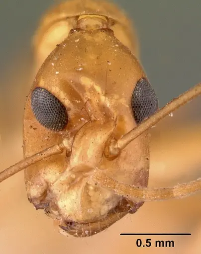 Camponotus maculatus specimen CASENT0101426 image casent0101426_2