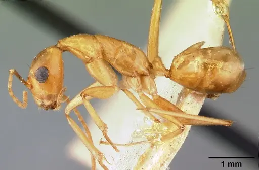 Camponotus maculatus specimen CASENT0101426 image casent0101426_3