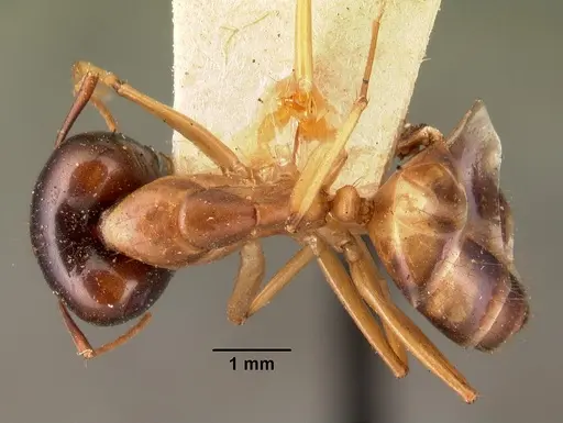 Camponotus maculatus specimen CASENT0101427 image casent0101427_1