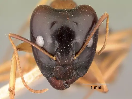 Camponotus maculatus specimen CASENT0101427 image casent0101427_2