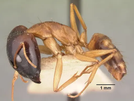 Camponotus maculatus specimen CASENT0101427 image casent0101427_3