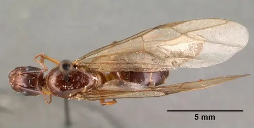 Camponotus maculatus specimen CASENT0101428 image casent0101428_1