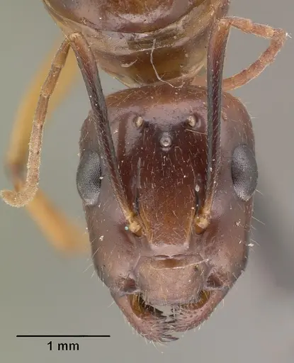 Camponotus maculatus specimen CASENT0101428 image casent0101428_2