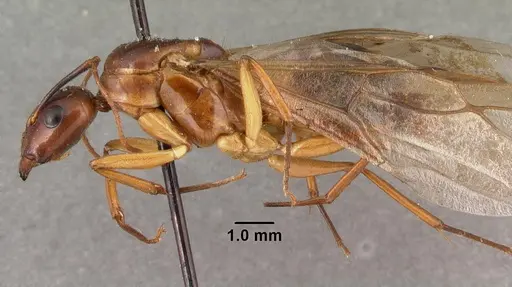 Camponotus maculatus specimen CASENT0101428 image casent0101428_3