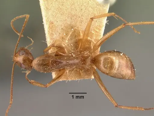 Camponotus maculatus specimen CASENT0101429 image casent0101429_1