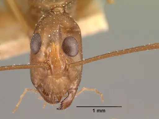 Camponotus maculatus specimen CASENT0101429 image casent0101429_2