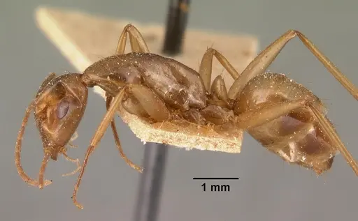 Camponotus maculatus specimen CASENT0101429 image casent0101429_3