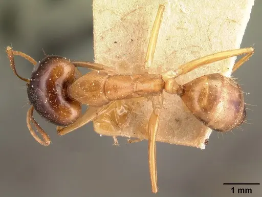 Camponotus maculatus specimen CASENT0101432 image casent0101432_1