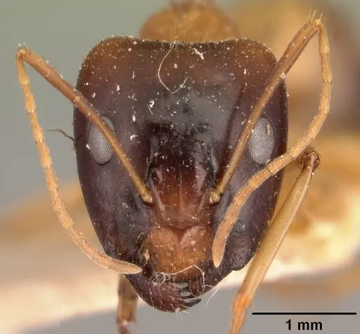 Camponotus maculatus specimen CASENT0101432 image casent0101432_2
