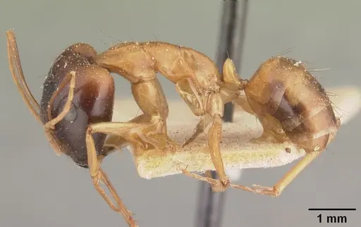 Camponotus maculatus specimen CASENT0101432 image casent0101432_3