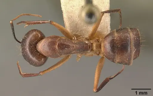 Camponotus maculatus specimen CASENT0101908 image casent0101908_1