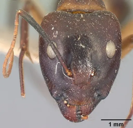 Camponotus maculatus specimen CASENT0101908 image casent0101908_2