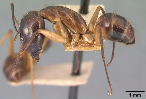 Camponotus maculatus specimen CASENT0101908 image casent0101908_3