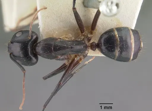 Camponotus maculatus specimen CASENT0101929 image casent0101929_1