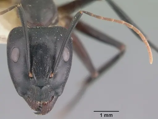 Camponotus maculatus specimen CASENT0101929 image casent0101929_2