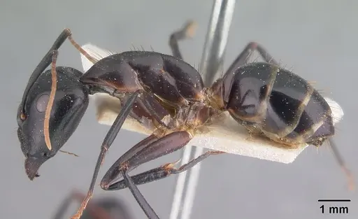 Camponotus maculatus specimen CASENT0101929 image casent0101929_3