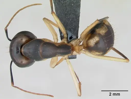 Camponotus maculatus specimen CASENT0103332 image casent0103332_1