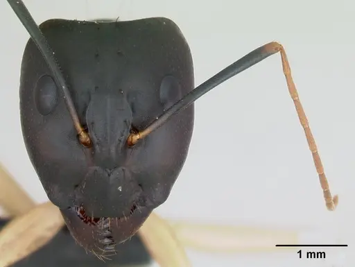 Camponotus maculatus specimen CASENT0103332 image casent0103332_2