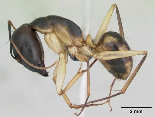 Camponotus maculatus specimen CASENT0103332 image casent0103332_3