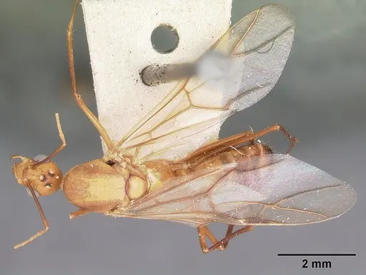 Camponotus maculatus specimen CASENT0104637 image casent0104637_1