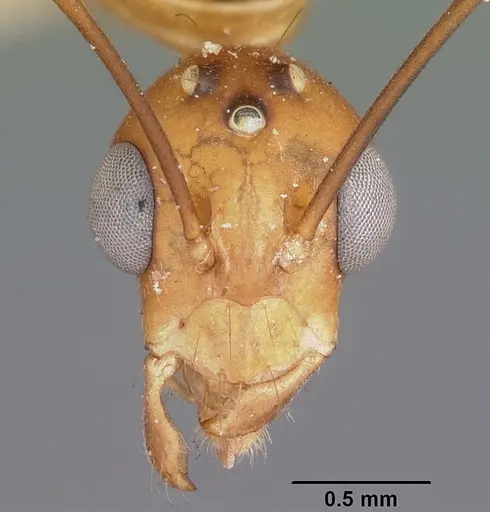Camponotus maculatus specimen CASENT0104637 image casent0104637_2