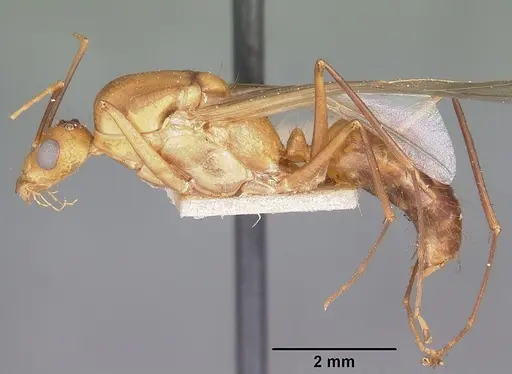 Camponotus maculatus specimen CASENT0104637 image casent0104637_3