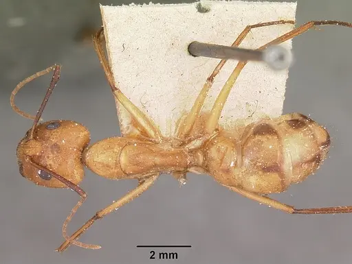 Camponotus maculatus specimen CASENT0104638 image casent0104638_1