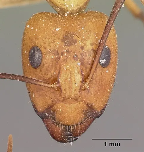 Camponotus maculatus specimen CASENT0104638 image casent0104638_2