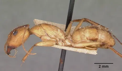 Camponotus maculatus specimen CASENT0104638 image casent0104638_3