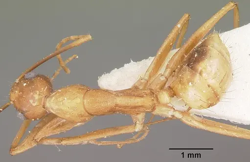 Camponotus maculatus specimen CASENT0104639 image casent0104639_1