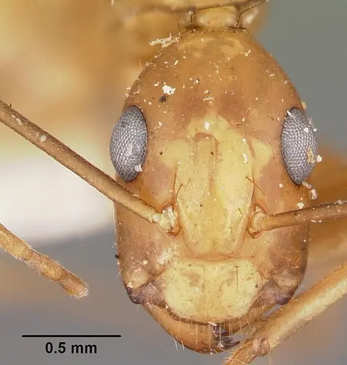 Camponotus maculatus specimen CASENT0104639 image casent0104639_2