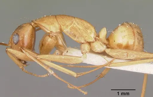 Camponotus maculatus specimen CASENT0104639 image casent0104639_3