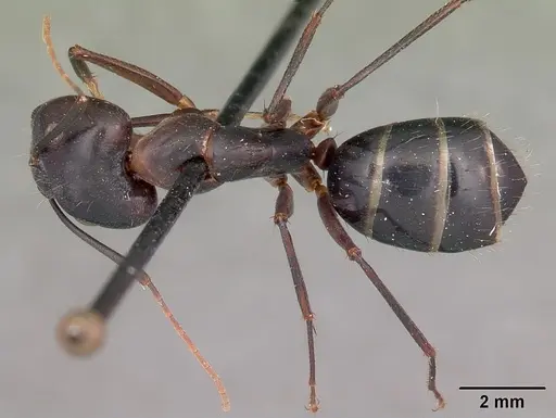Camponotus maculatus specimen CASENT0104640 image casent0104640_1