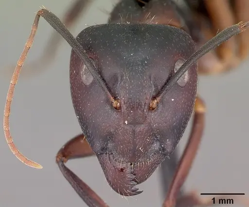 Camponotus maculatus specimen CASENT0104640 image casent0104640_2