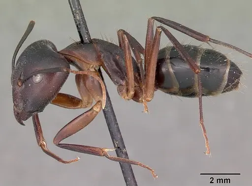 Camponotus maculatus specimen CASENT0104640 image casent0104640_3