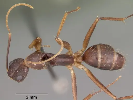Camponotus maculatus specimen CASENT0104641 image casent0104641_1