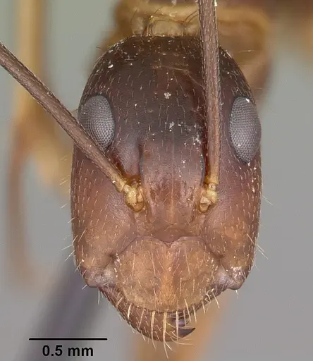 Camponotus maculatus specimen CASENT0104641 image casent0104641_2
