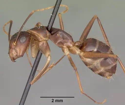 Camponotus maculatus specimen CASENT0104641 image casent0104641_3