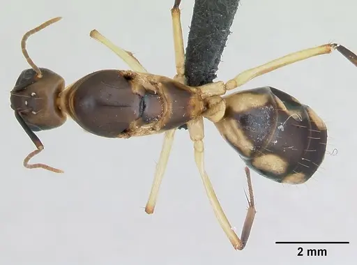 Camponotus maculatus specimen CASENT0125148 image casent0125148_1