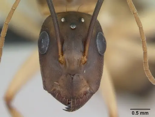 Camponotus maculatus specimen CASENT0125148 image casent0125148_2