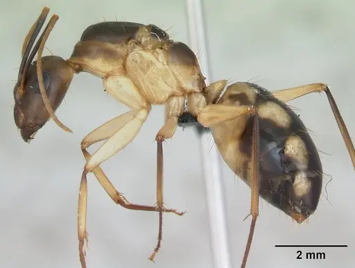 Camponotus maculatus specimen CASENT0125148 image casent0125148_3