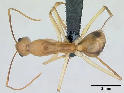 Camponotus maculatus specimen CASENT0135006 image casent0135006_1