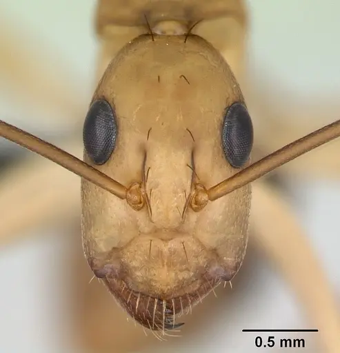 Camponotus maculatus specimen CASENT0135006 image casent0135006_2