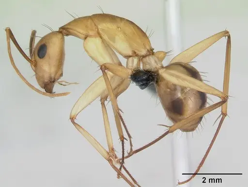 Camponotus maculatus specimen CASENT0135006 image casent0135006_3
