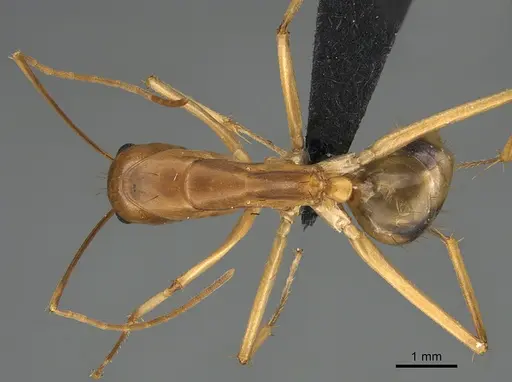 Camponotus maculatus specimen CASENT0135010 image casent0135010_1