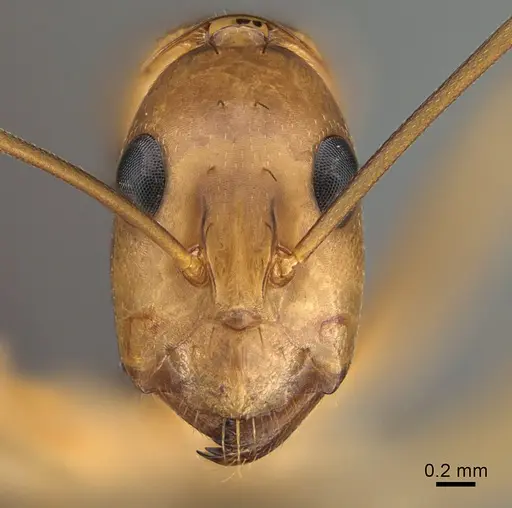 Camponotus maculatus specimen CASENT0135010 image casent0135010_2