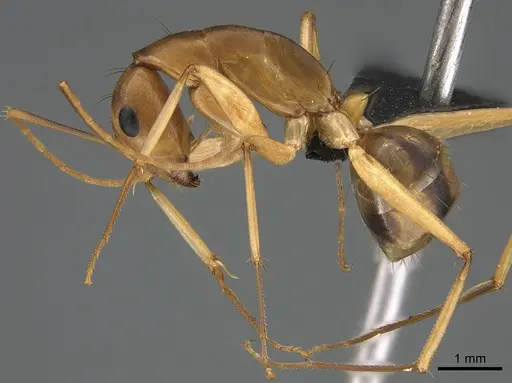 Camponotus maculatus specimen CASENT0135010 image casent0135010_3