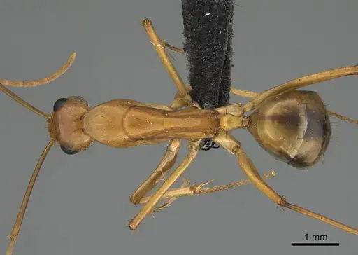 Camponotus maculatus specimen CASENT0135215 image casent0135215_1